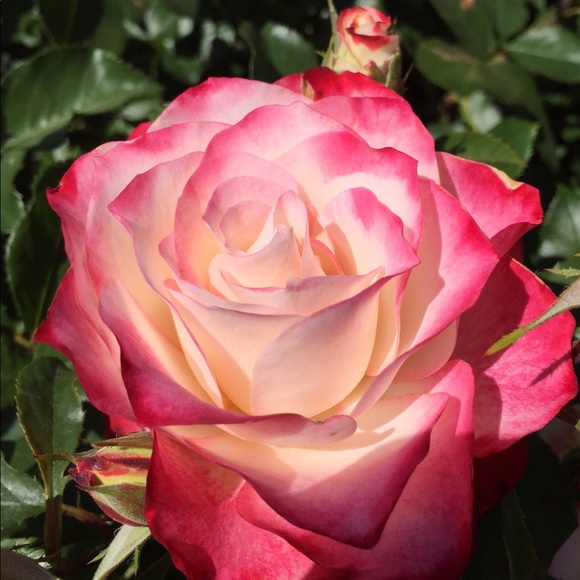 Meet your Posher! - Picture 1 of 1